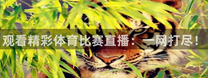 观看精彩体育比赛直播：一网打尽！